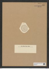 Hyphodiscus stellatus var. grunowii A.S. (de-Toni-Nr.: Genus 184, Species 4610) Zeichnungen Sammlung Grunow Nr. 8221 (NHMW-BOT-W0377607)